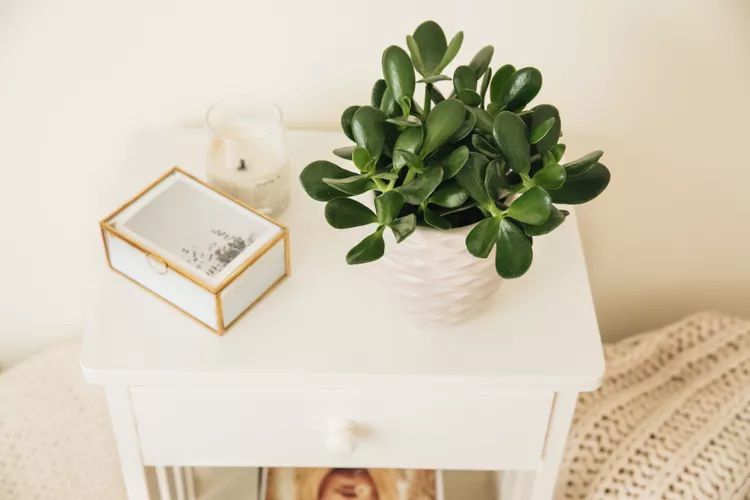 Die 12 besten Haustürpflanzen für gutes Feng Shui 20 Eine Jadepflanze (Crassula ovata) in einem weißen Topf auf einem weißen Beistelltisch mit dekorativen Accessoires.