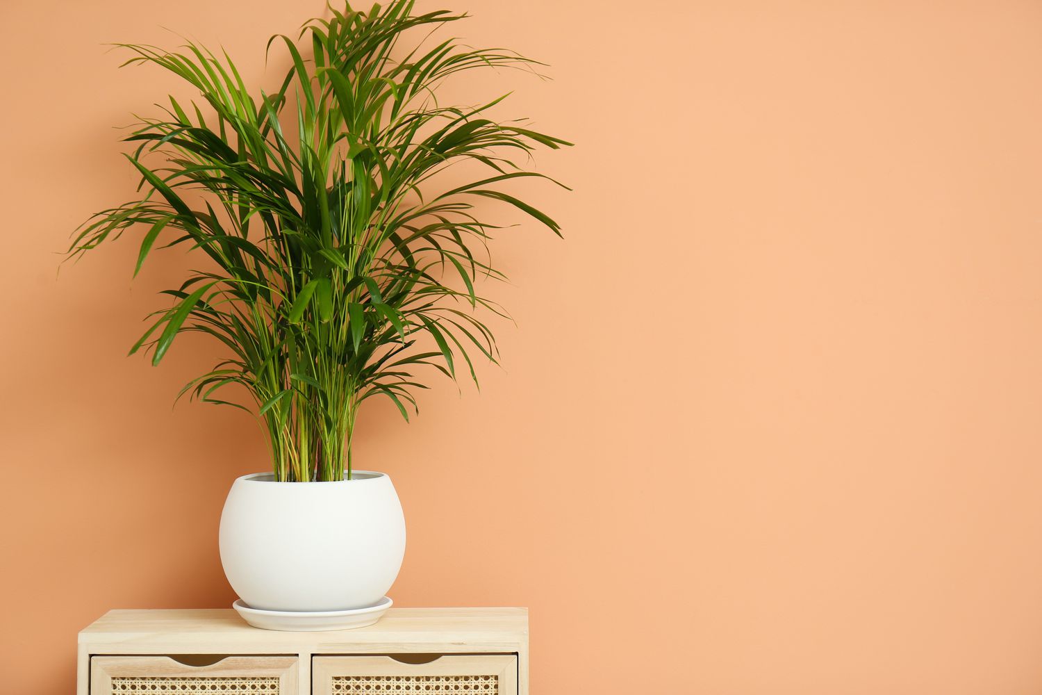 Die 12 besten Haustürpflanzen für gutes Feng Shui 6 Areca-Palme