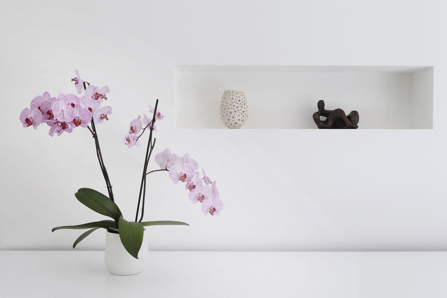 Die 12 besten Haustürpflanzen für gutes Feng Shui 28 rosa Orchidee