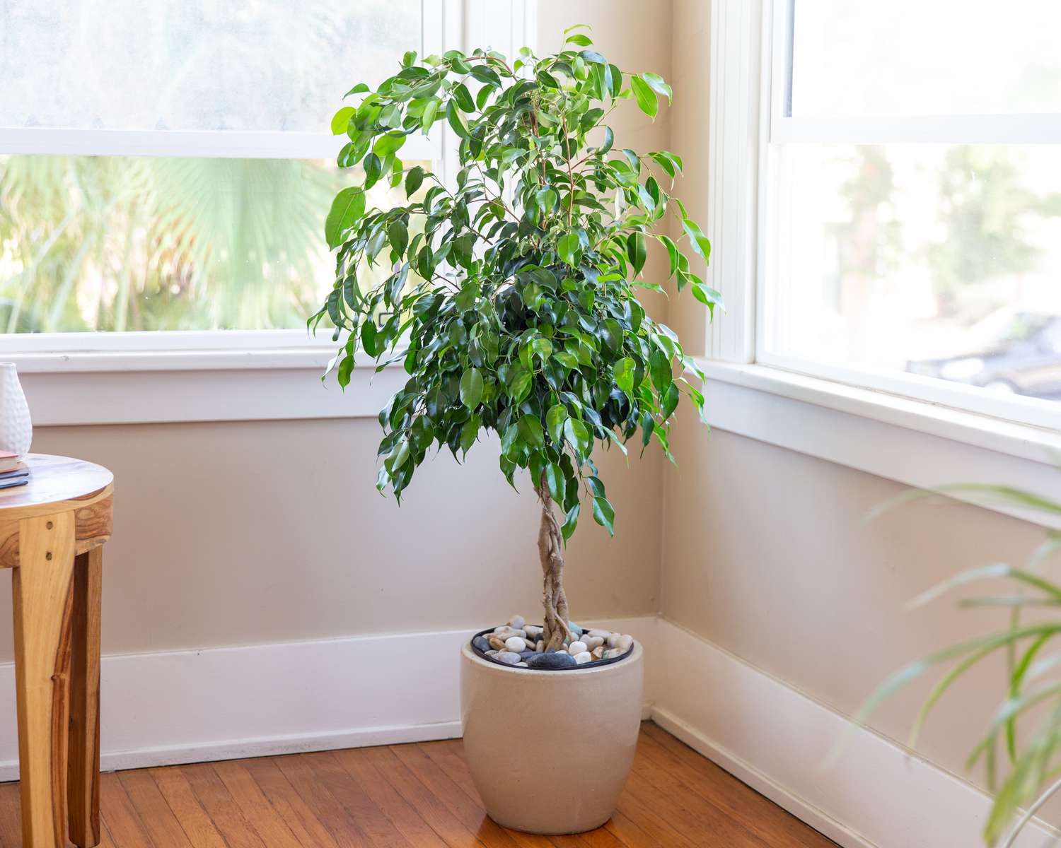 Die 12 besten Haustürpflanzen für gutes Feng Shui 18 Ficus Benjamin