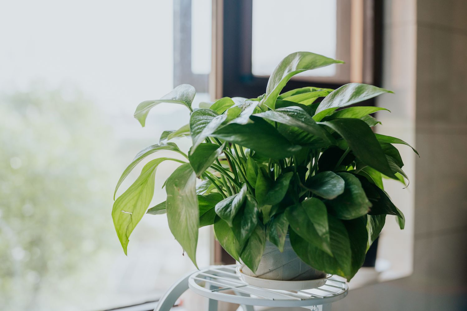 Die 12 besten Haustürpflanzen für gutes Feng Shui 12 Pathos