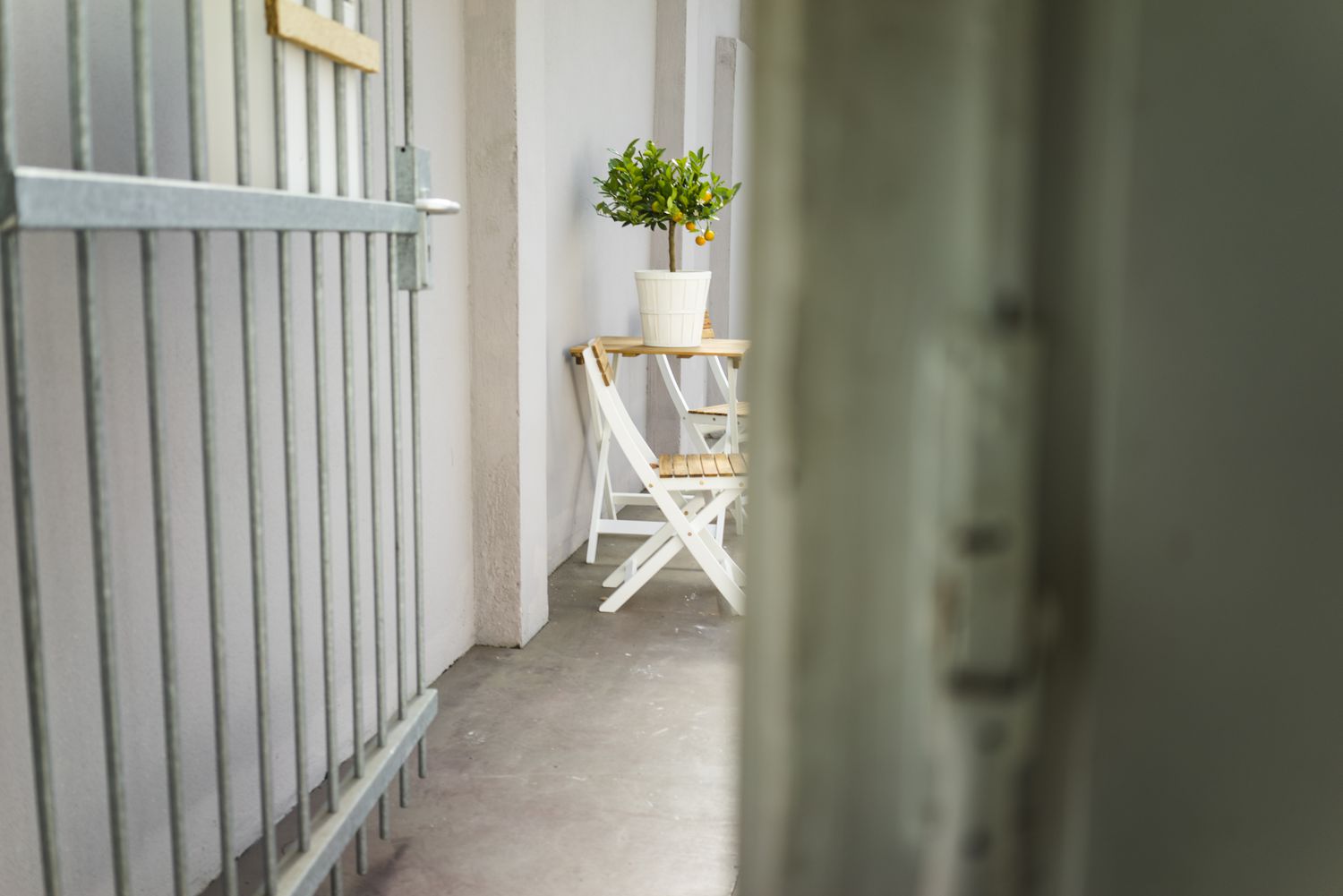 Die 12 besten Haustürpflanzen für gutes Feng Shui 24 Zitrusbaum
