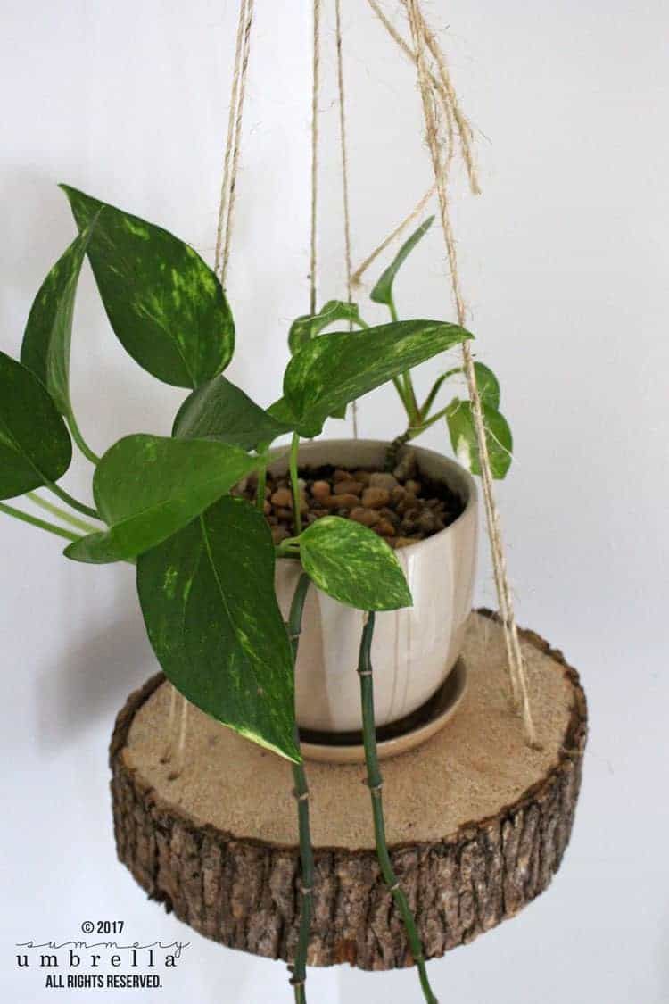 Ein Pflanzenhänger aus einer Holzscheibe