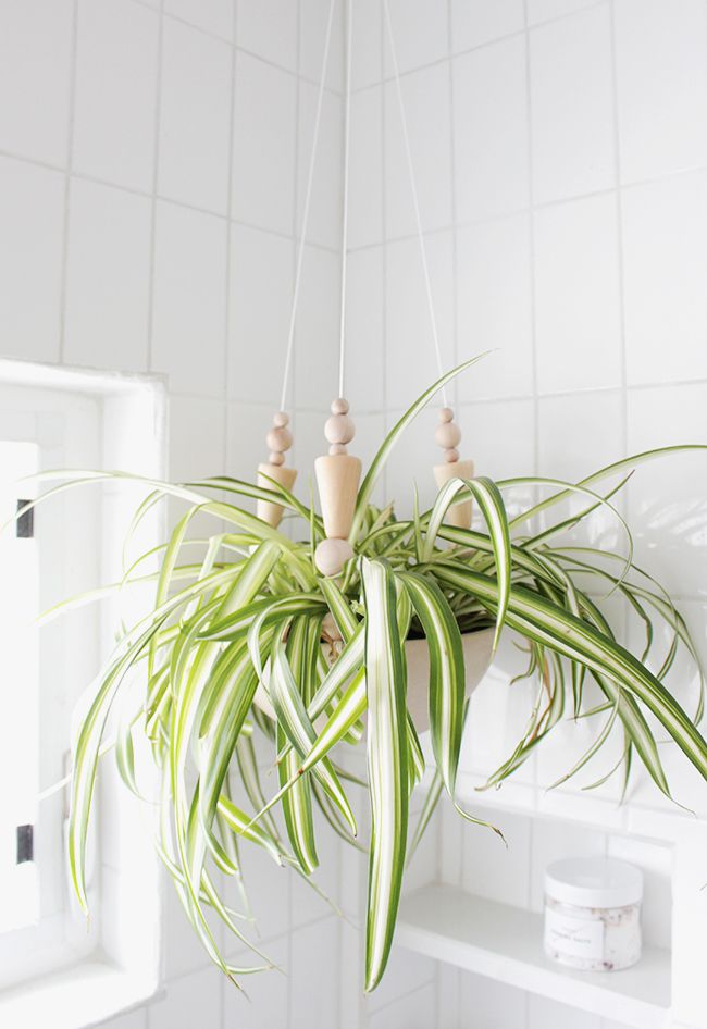 Eine Pflanze unter der Dusche