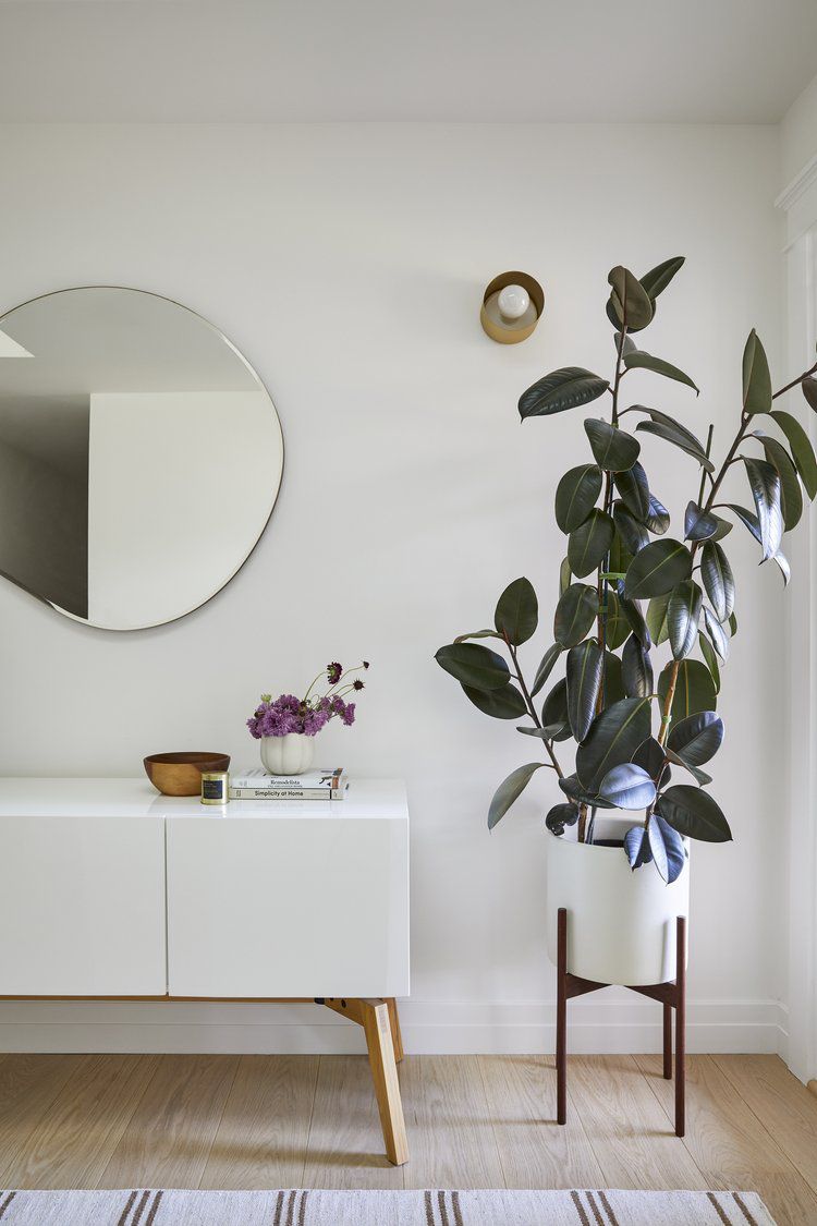 Sideboard-Dekorideen, Zimmerpflanze