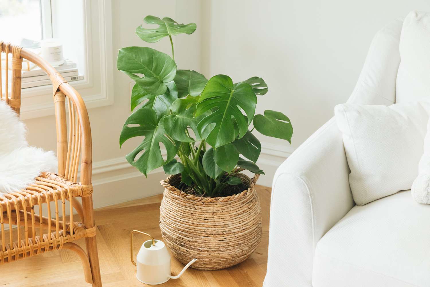 Die 12 besten Haustürpflanzen für gutes Feng Shui 8 Monstera-Pflanze