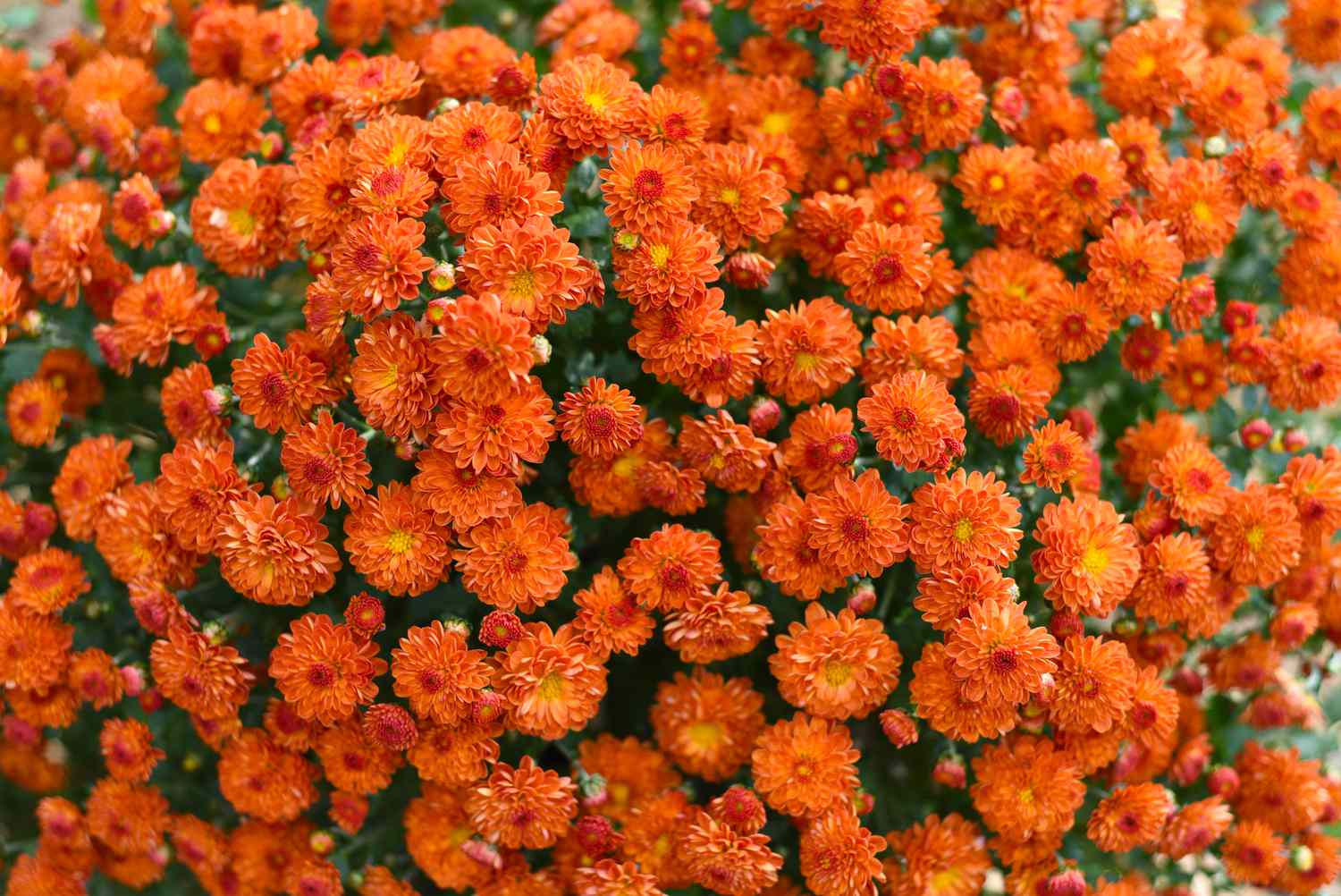 „Gigi Orange“