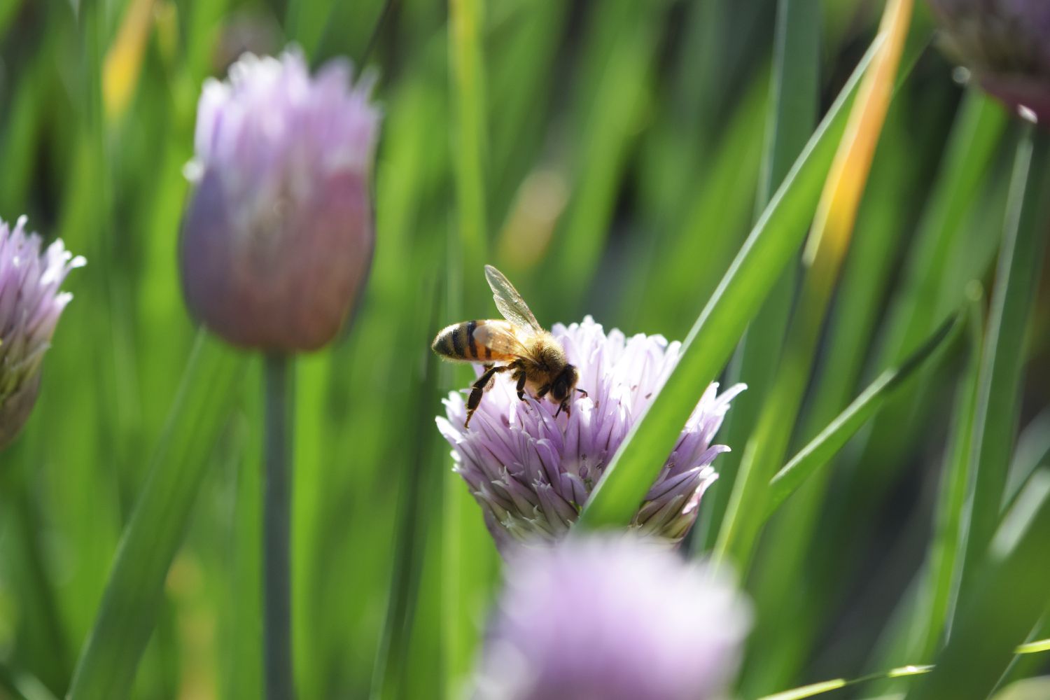 Biene ruht auf hellvioletten Blüten auf Schnittlauchpflanzen in der Nähe