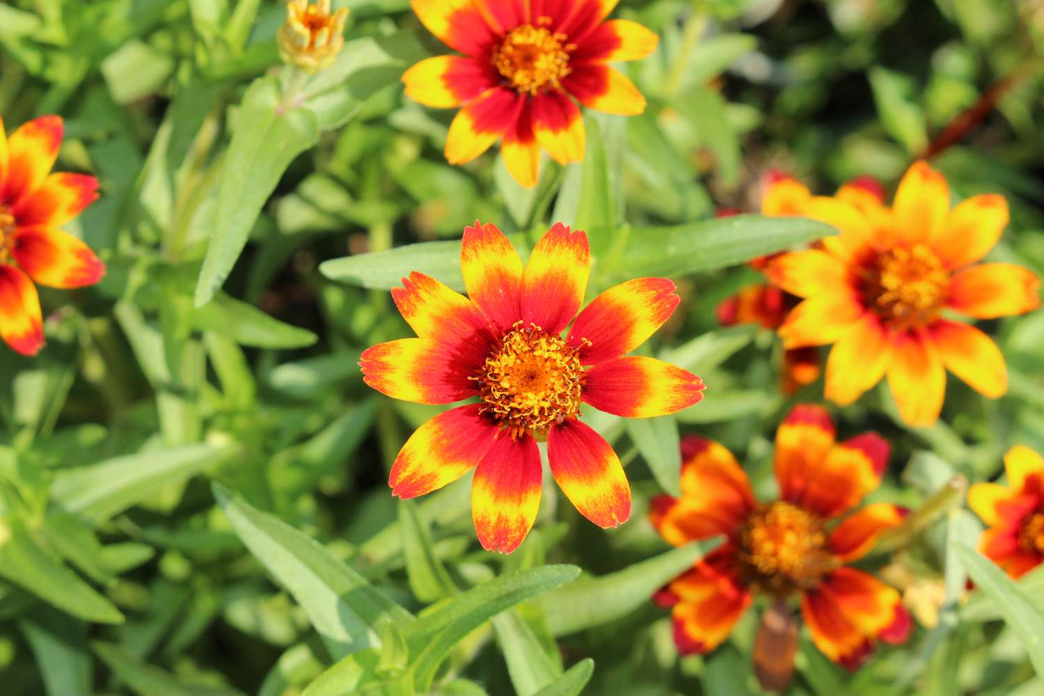 Mexican Zinnia