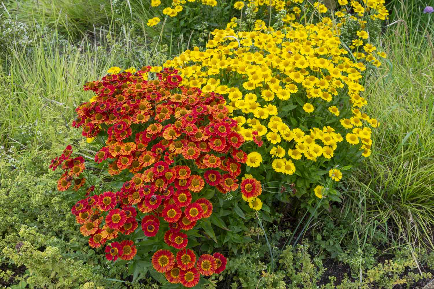 orange and yellow sneezeweeds