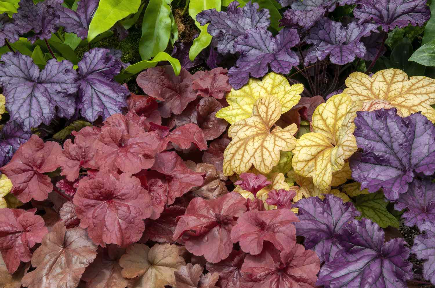 colorful coral bells