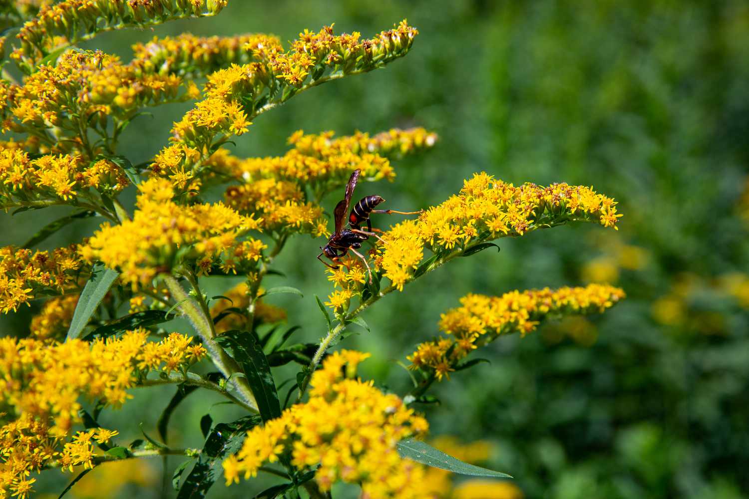bug pollinating goldenrod