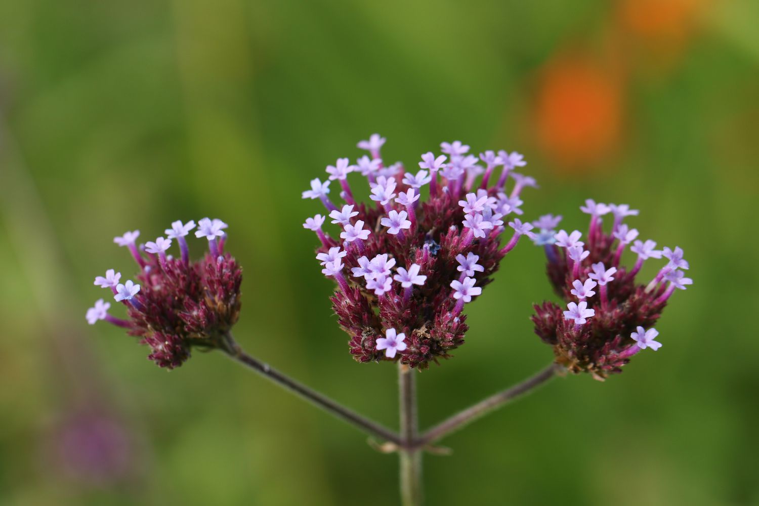 purple vervain flower