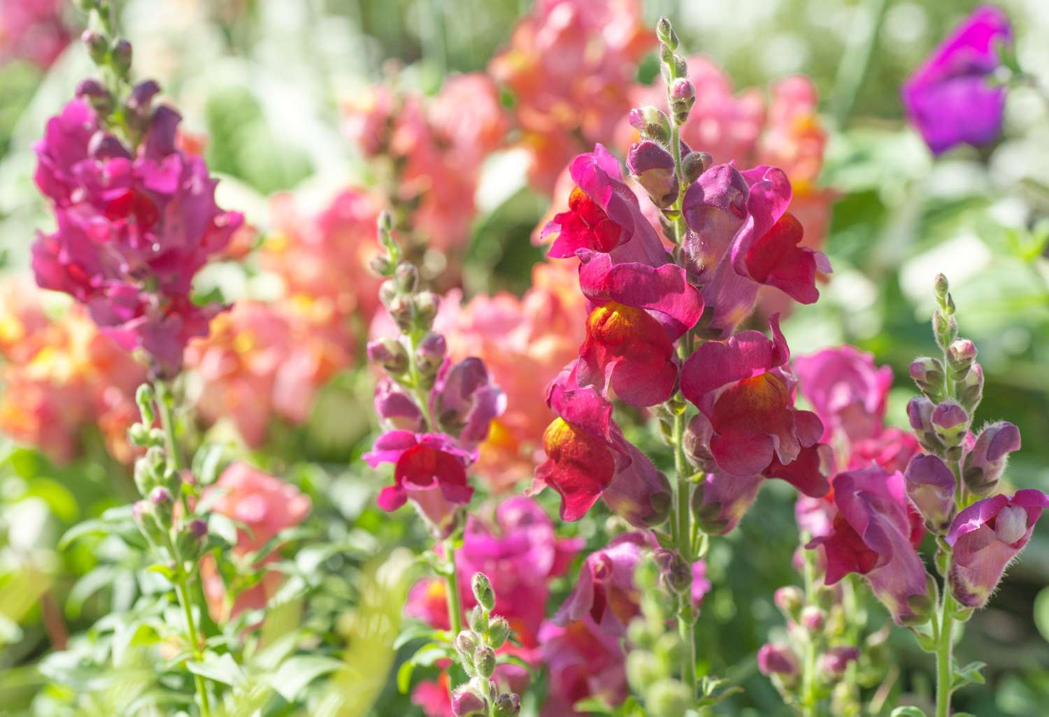 Snapdragon plant with tall pink flower spikes and buds closeup