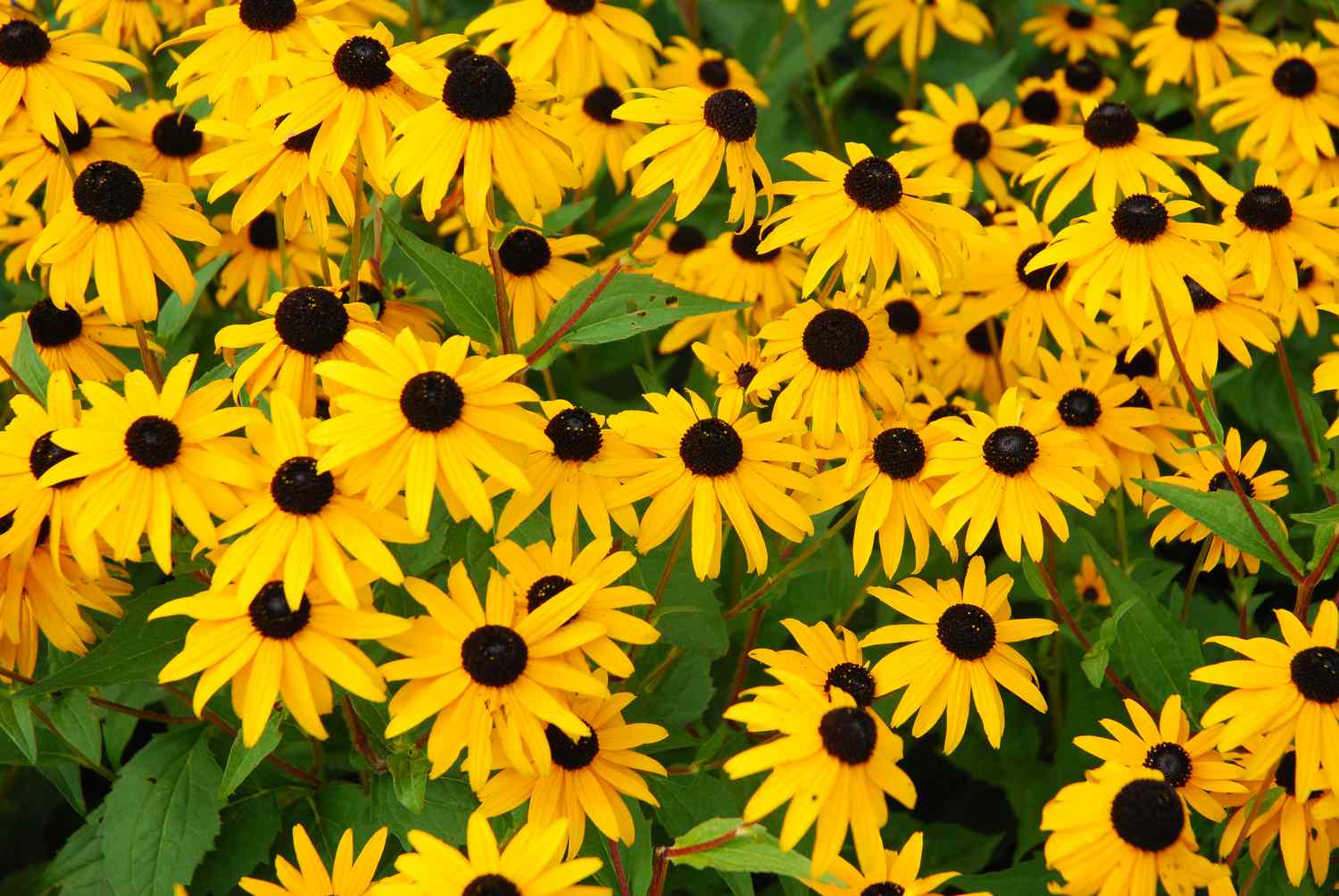 vibrant rudbeckia flowers in garden
