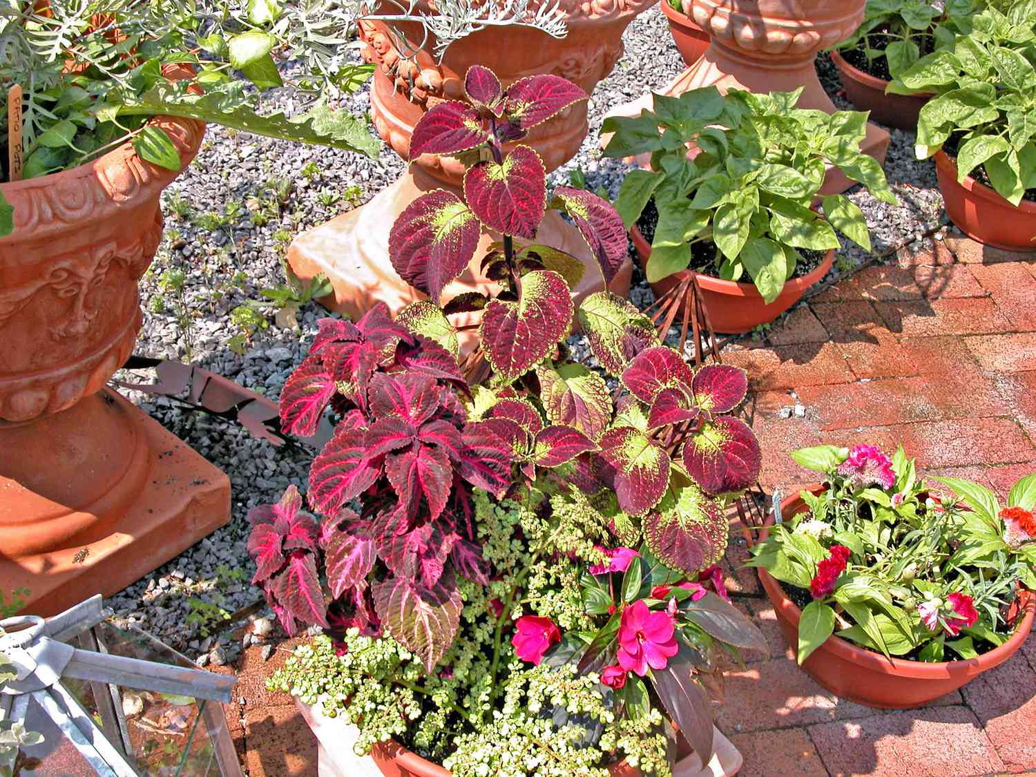 Container Coleus