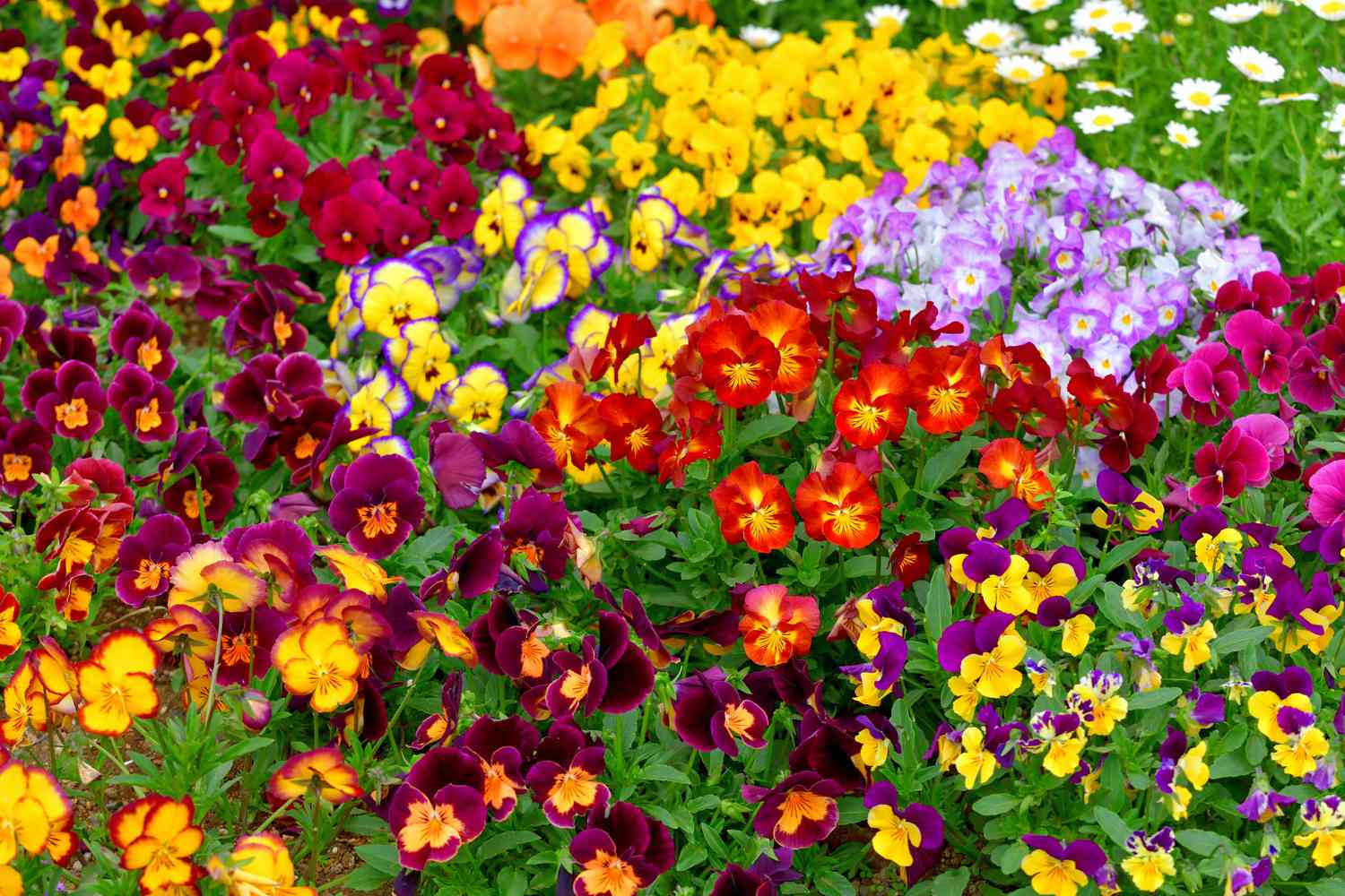 colorful pansy flower field