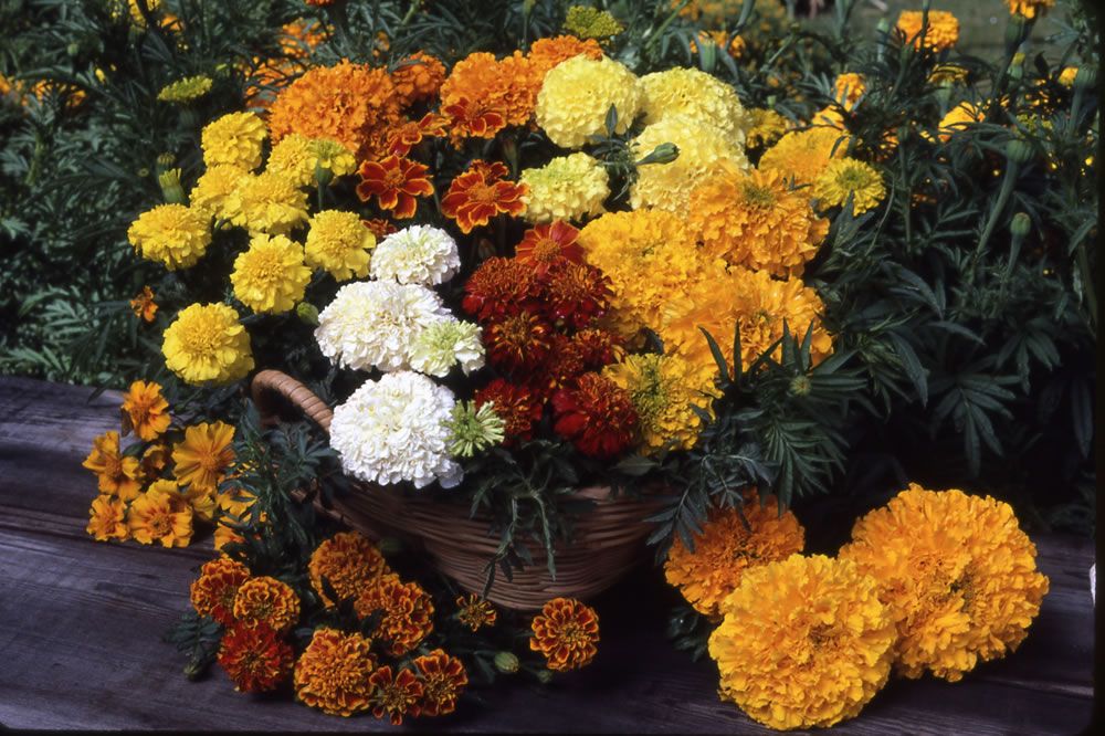 Marigolds Come in Many Colors.