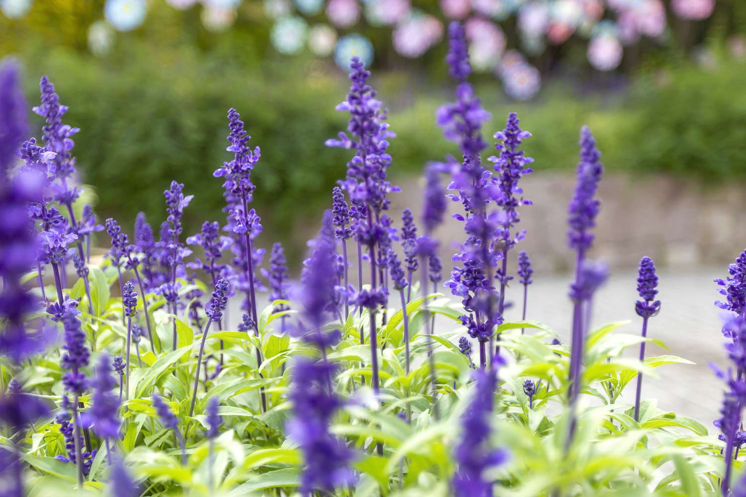 purple salvia flower field