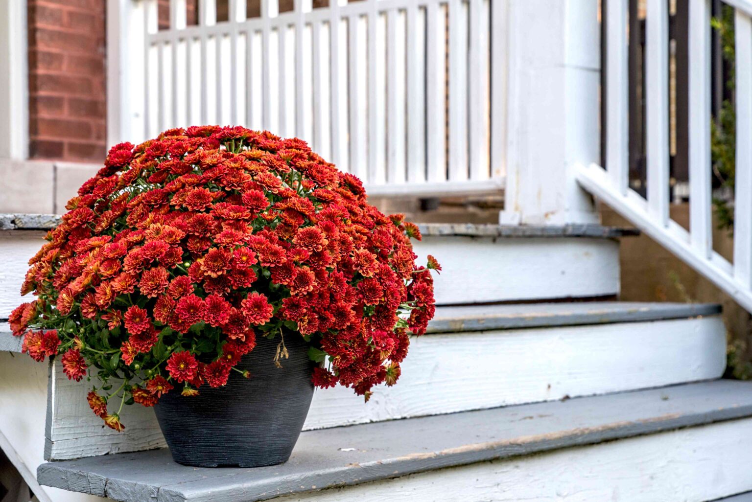 1736327076 27 Fall Flowers for Eye Catching Container Gardens This Season