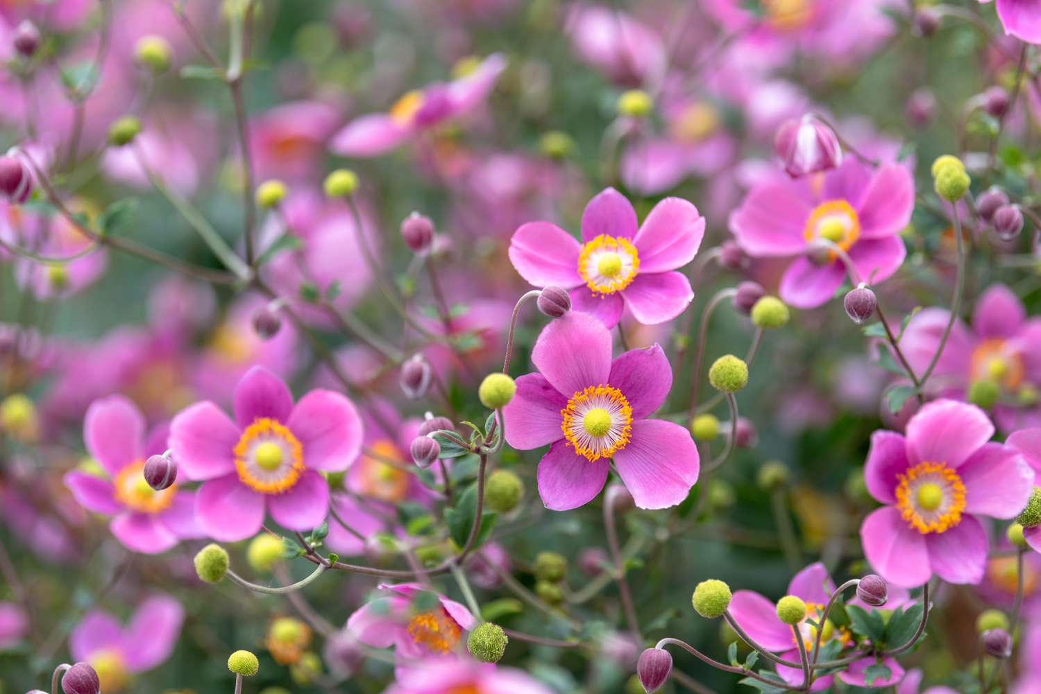 Closeup of Japanese anemone
