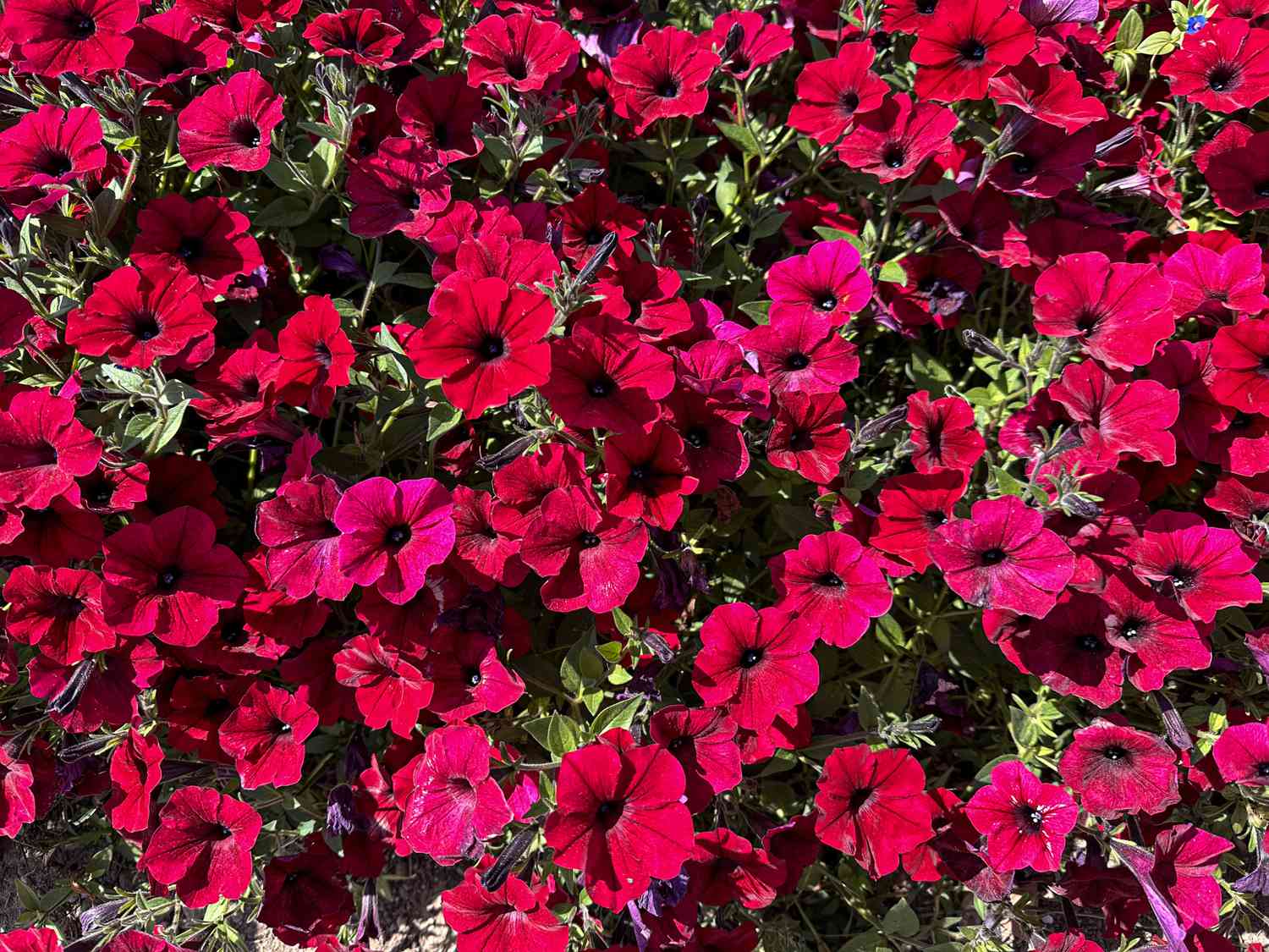 reddish-pink petunia 