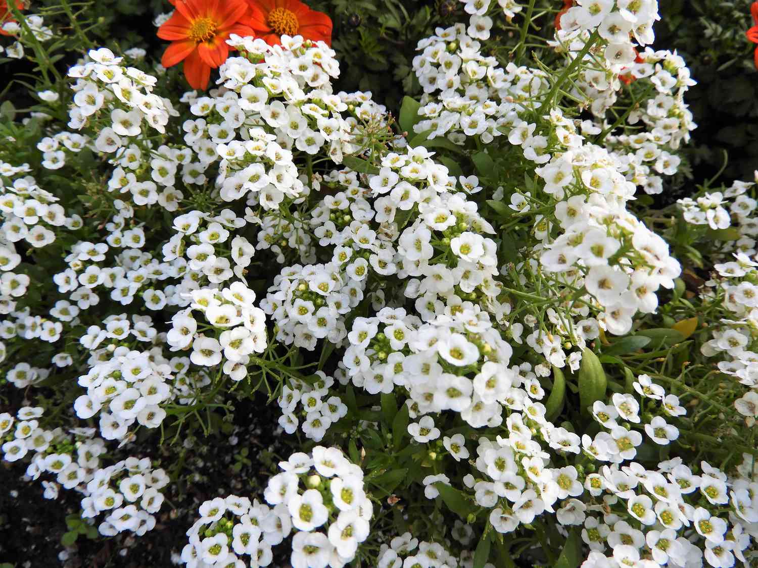 white sweet alyssums in field