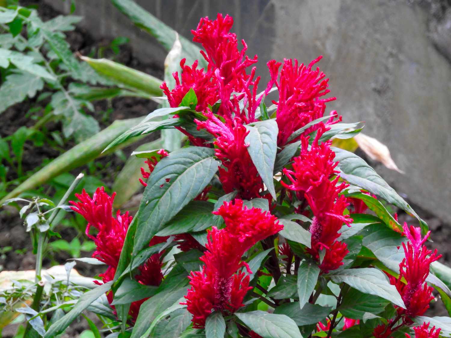 reddish cock's comb flower pot
