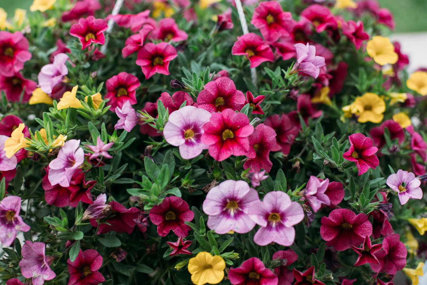 color calibrachoa flowers