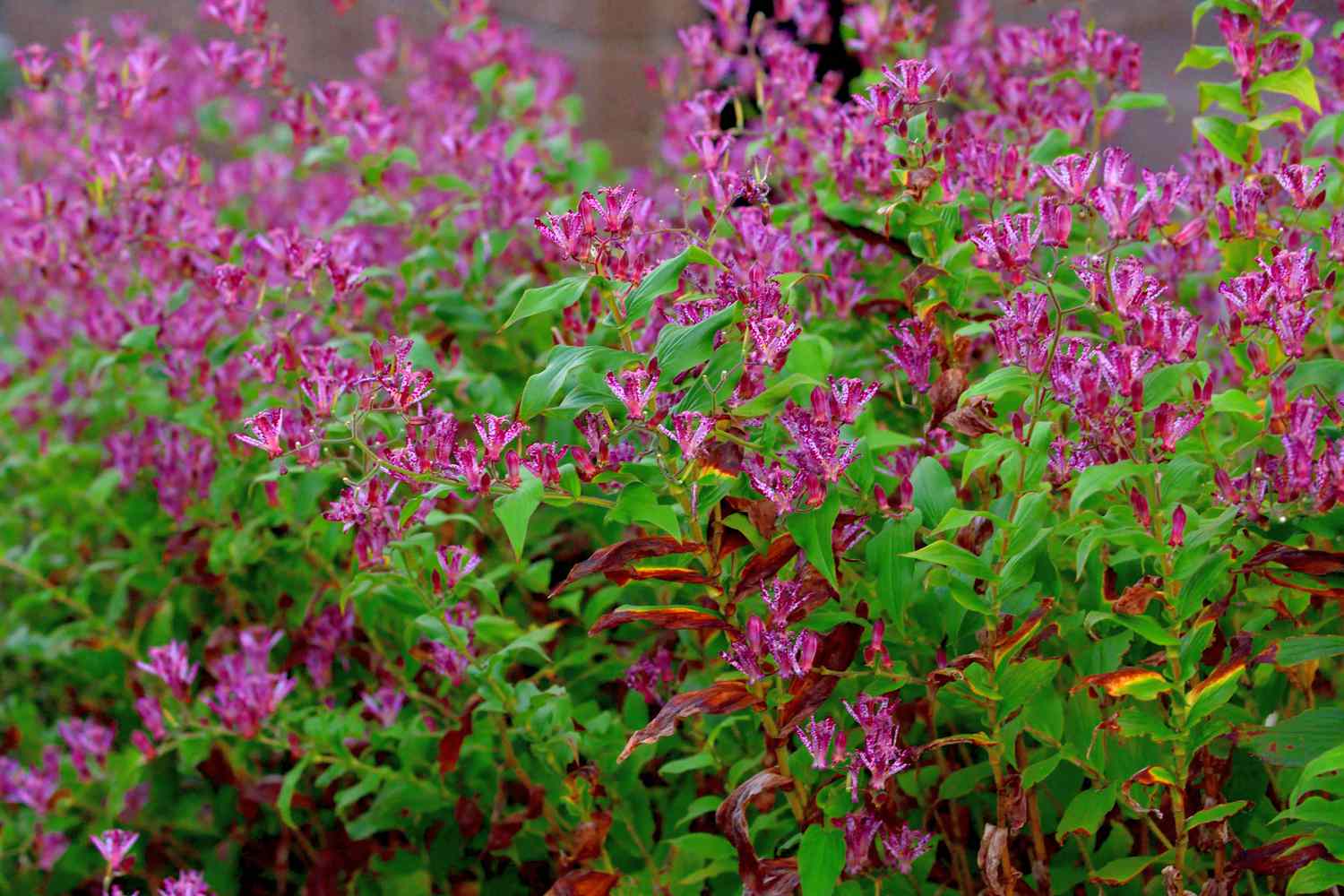 toad lily flowers