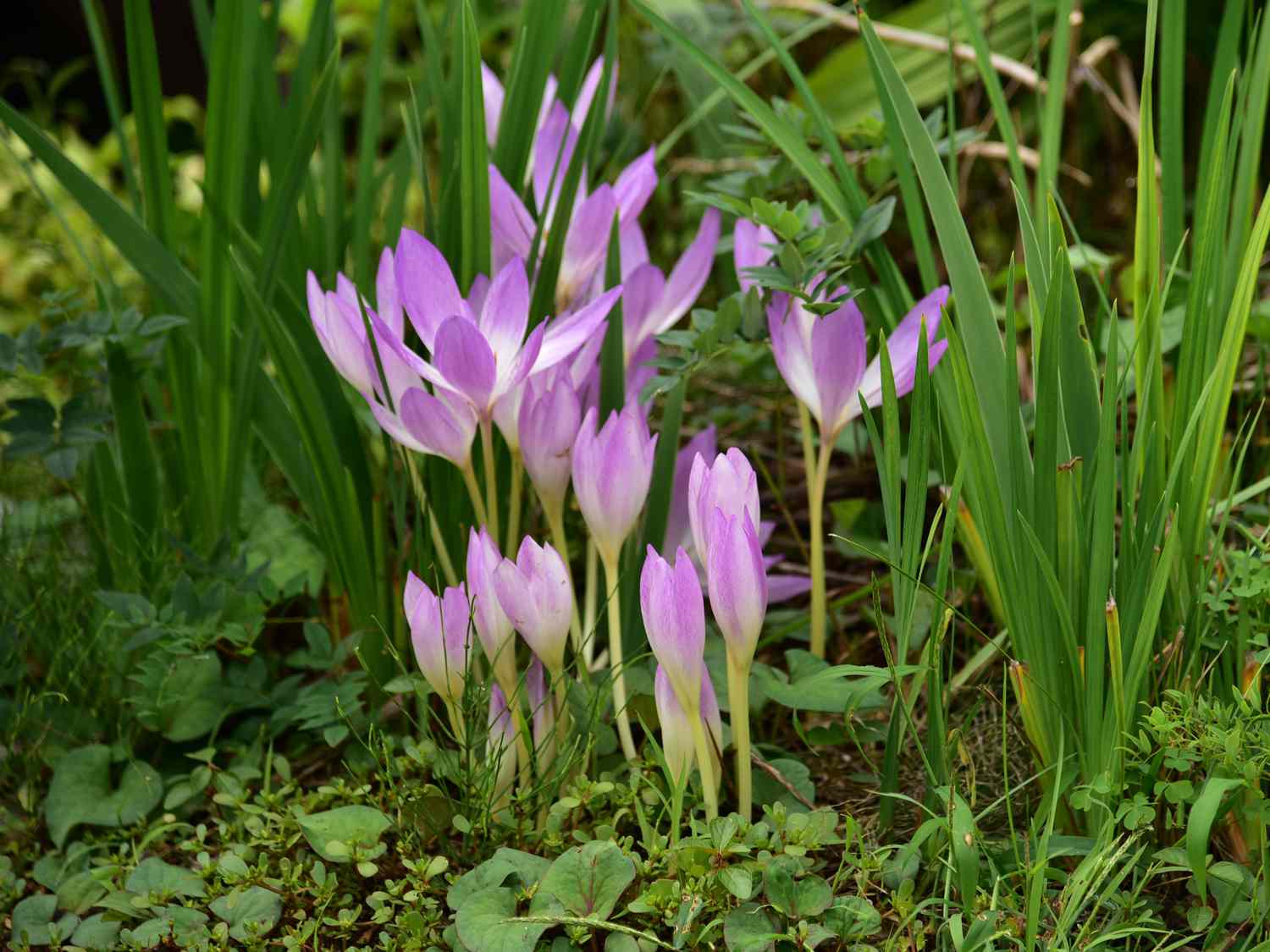 purple autumn crocus 