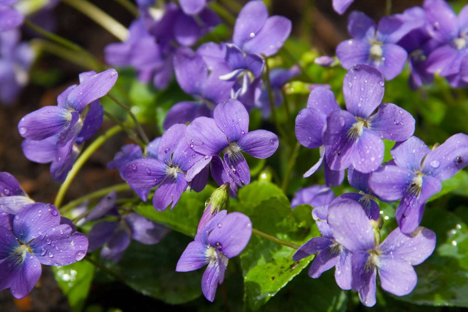 violet flowers in garden