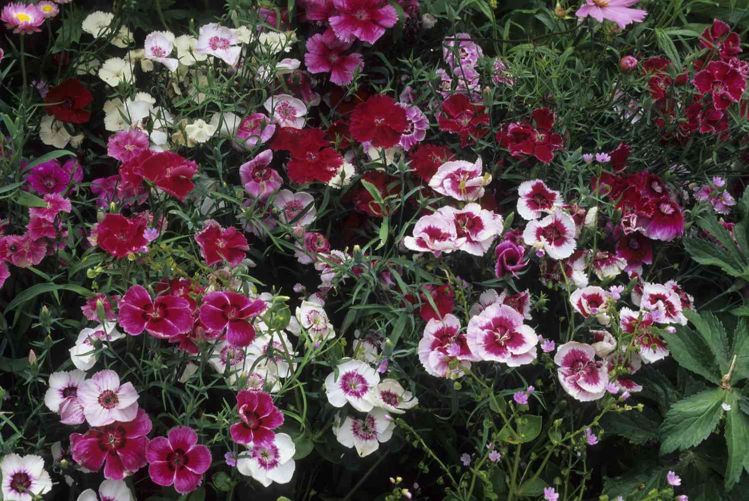dianthus flower field arrangement