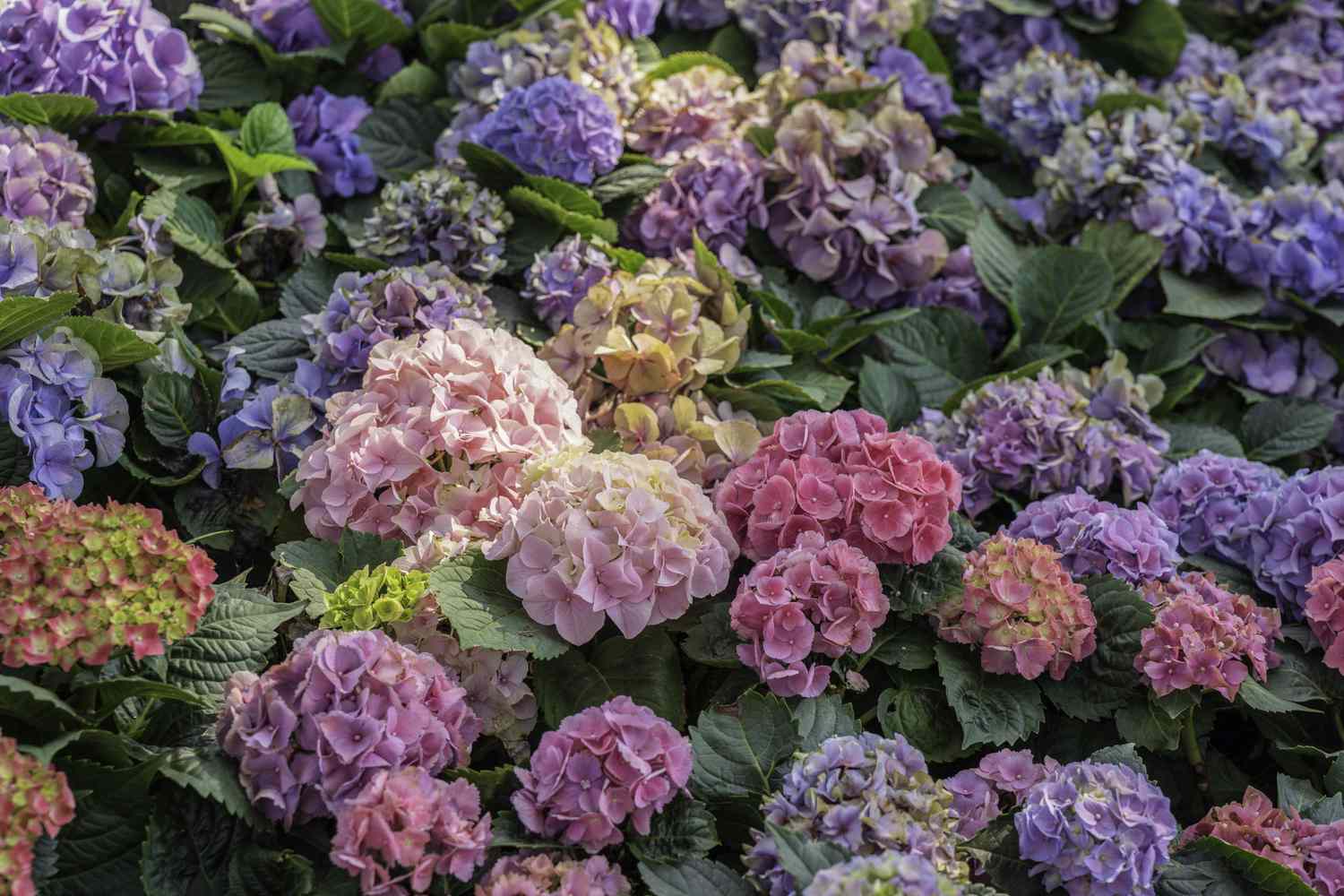 soft colorful hydrangeas