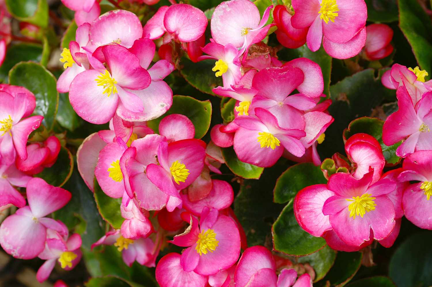 pink begonias on a vine
