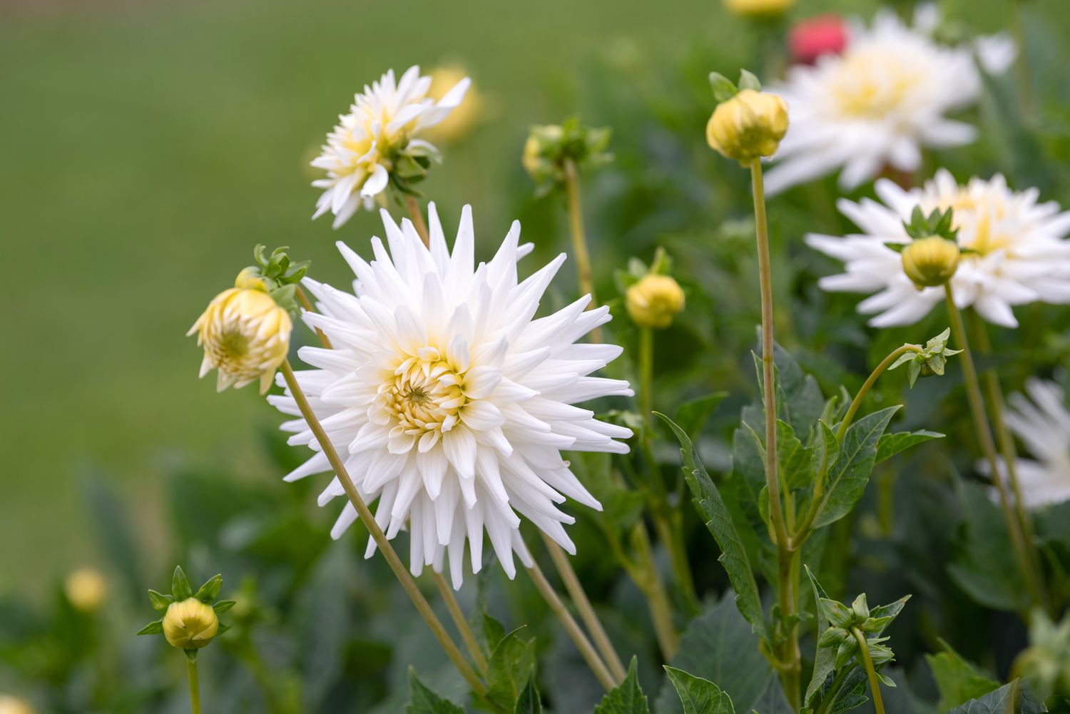 White dahlia flowers and buds in garden