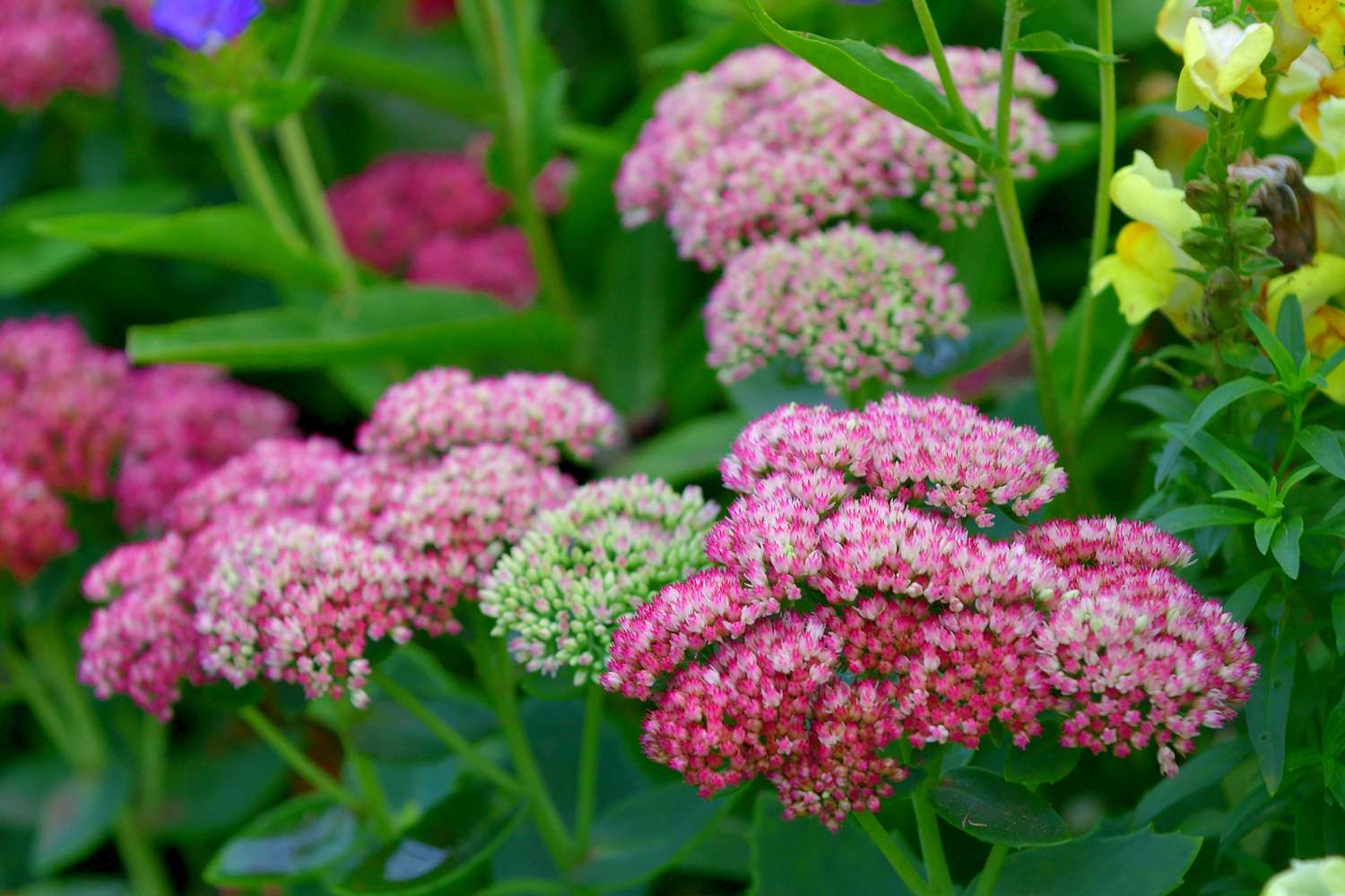 colorful Stonecrop flowers