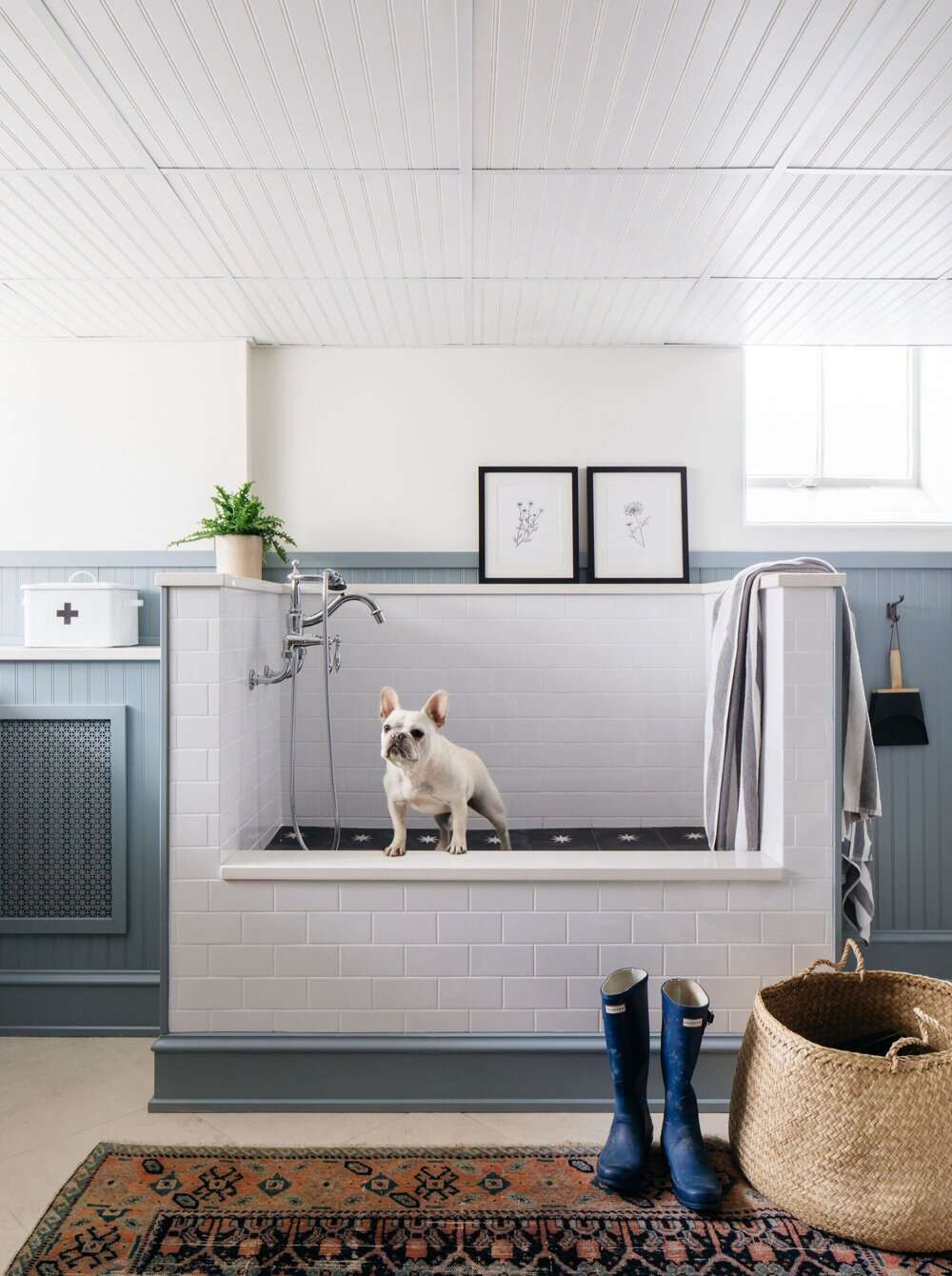 Ideen für ein Hundezimmer