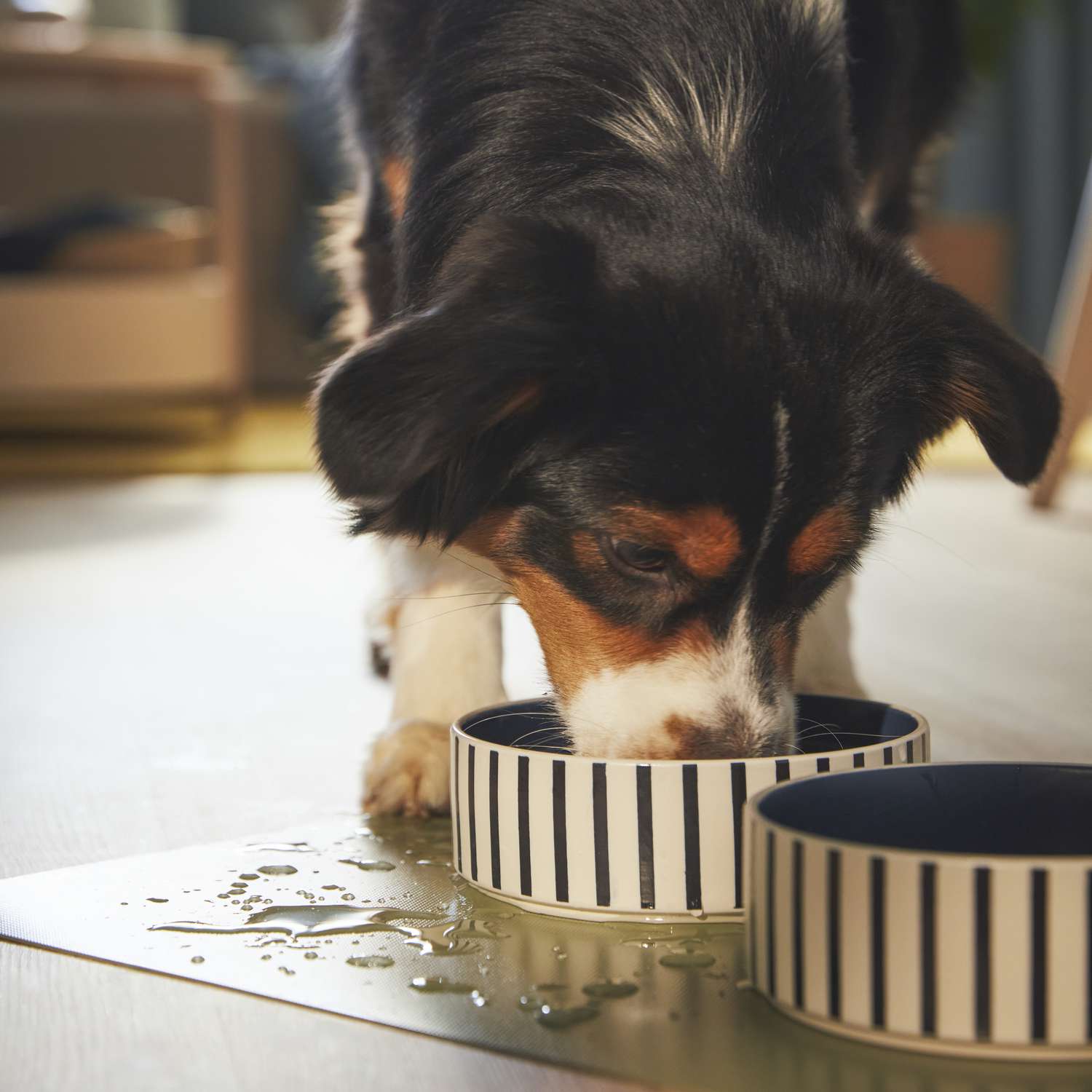 Die neueste Kollektion von IKEA bedeutet, dass das Dekor Ihres Haustieres genauso stilvoll sein kann wie Ihre 4 Schwarz, weiß und brauner Hund trinkt Wasser aus blau-weiß gestreiften Keramik-Ikea-Haustierschalen auf IKEA-Nicht-Schlupf-Matte