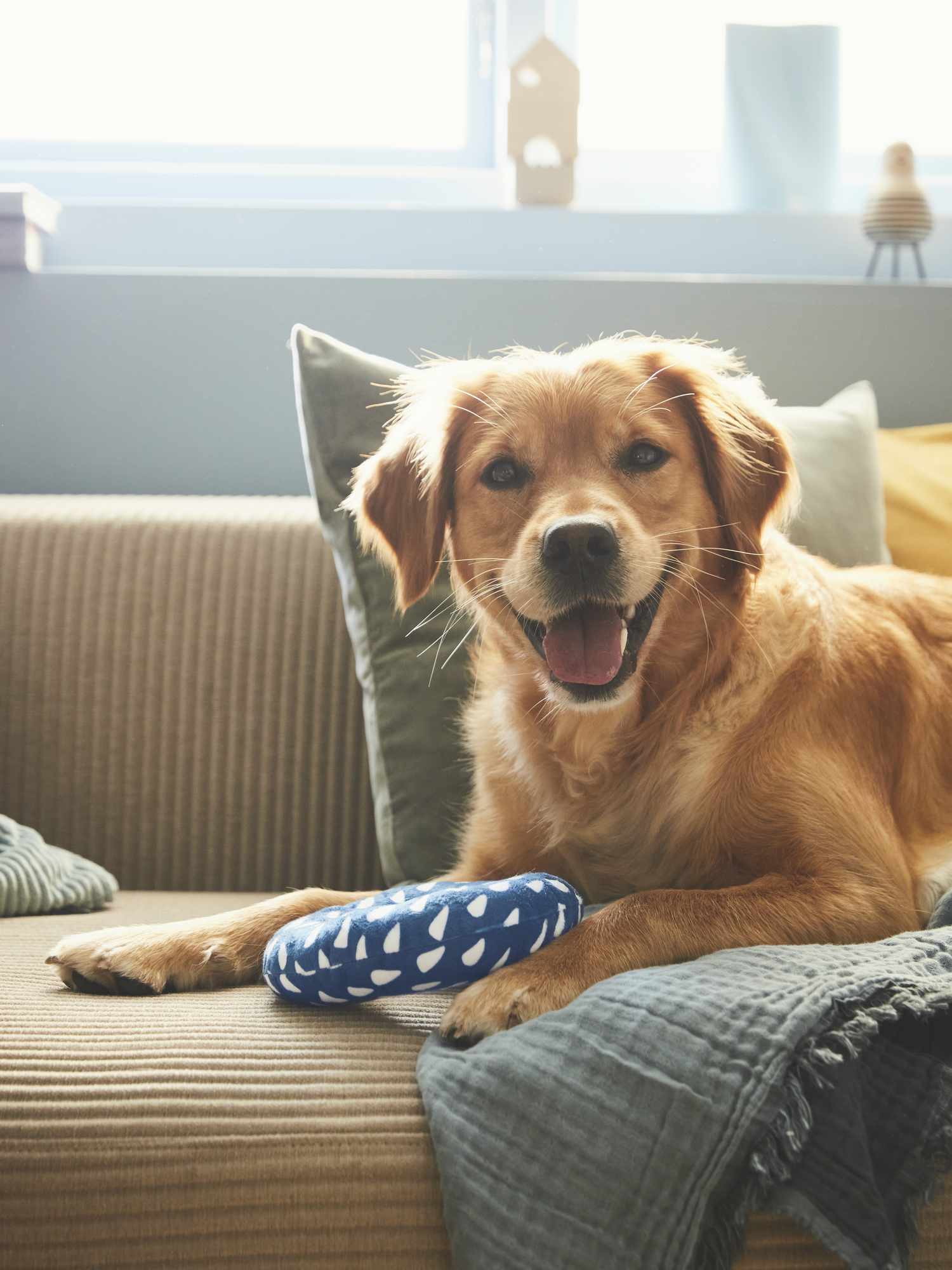 Die neueste Kollektion von IKEA bedeutet, dass das Dekor Ihres Haustieres genauso stilvoll sein kann wie Ihre 8 Golden Retriever auf der Couch schaut sich die Kamera mit Ikea Hundespielzeug an