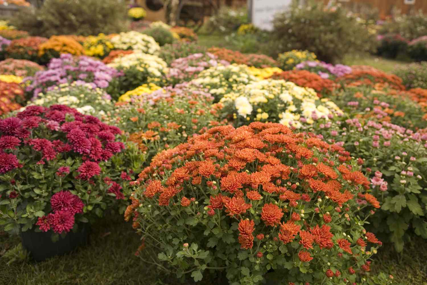 colorful mums in garden