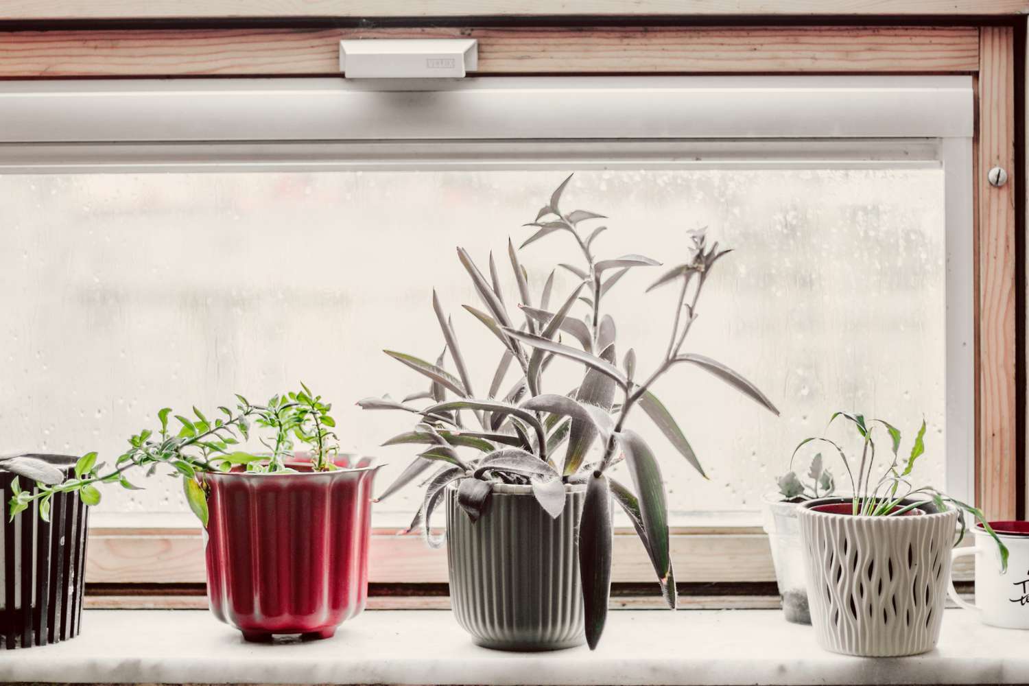 Pflanzen auf der Fensterbank