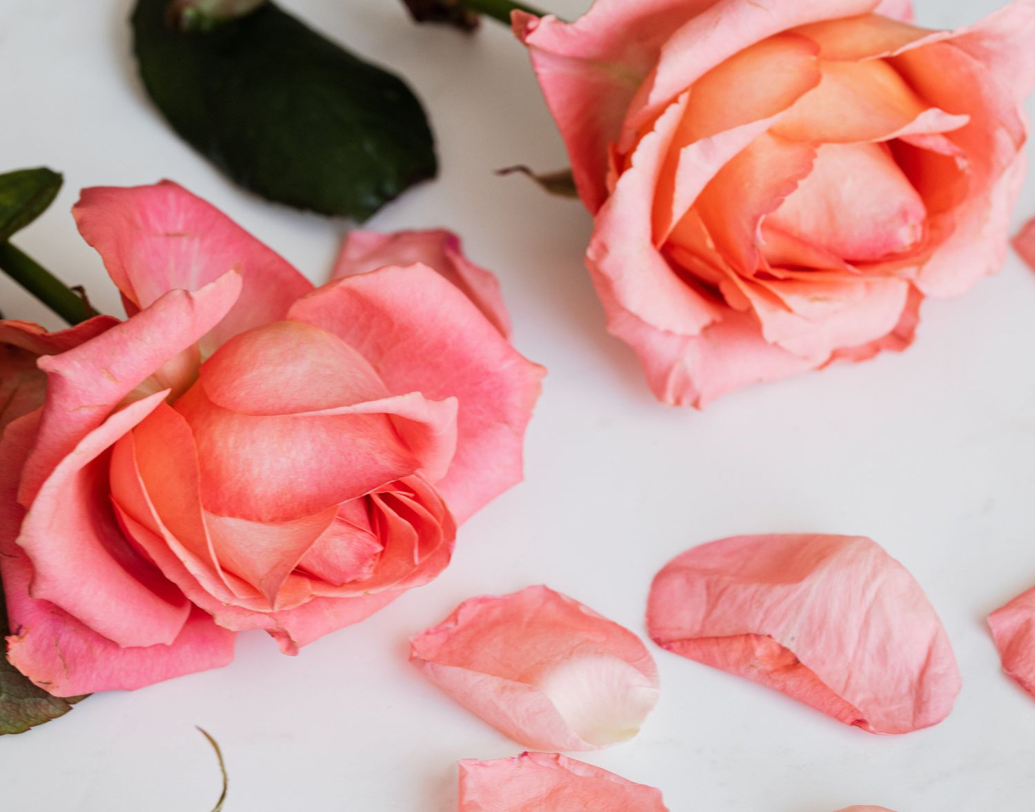 So drücken Sie Rosen 3 einfache Möglichkeiten, um lang anhaltende Erinnerungen zu machen 4 rosa Rosen und Blütenblätter