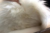 Eine Nahaufnahme des Quince Australian Single Sheepell Teppichs