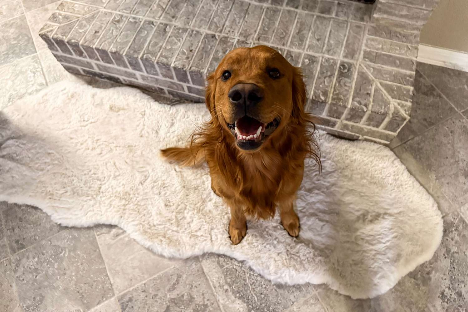 Ein Hund, der auf den Teppichen sitzt.