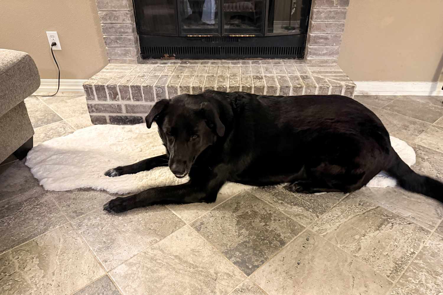 Ein Hund, der auf den Teppichen liegt, USA Waverly Double Faux Sheepell Teppich