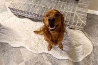 Ein Hund, der auf den Teppichen sitzt.