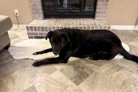Ein Hund, der auf den Teppichen liegt, USA Waverly Double Faux Sheepell Teppich