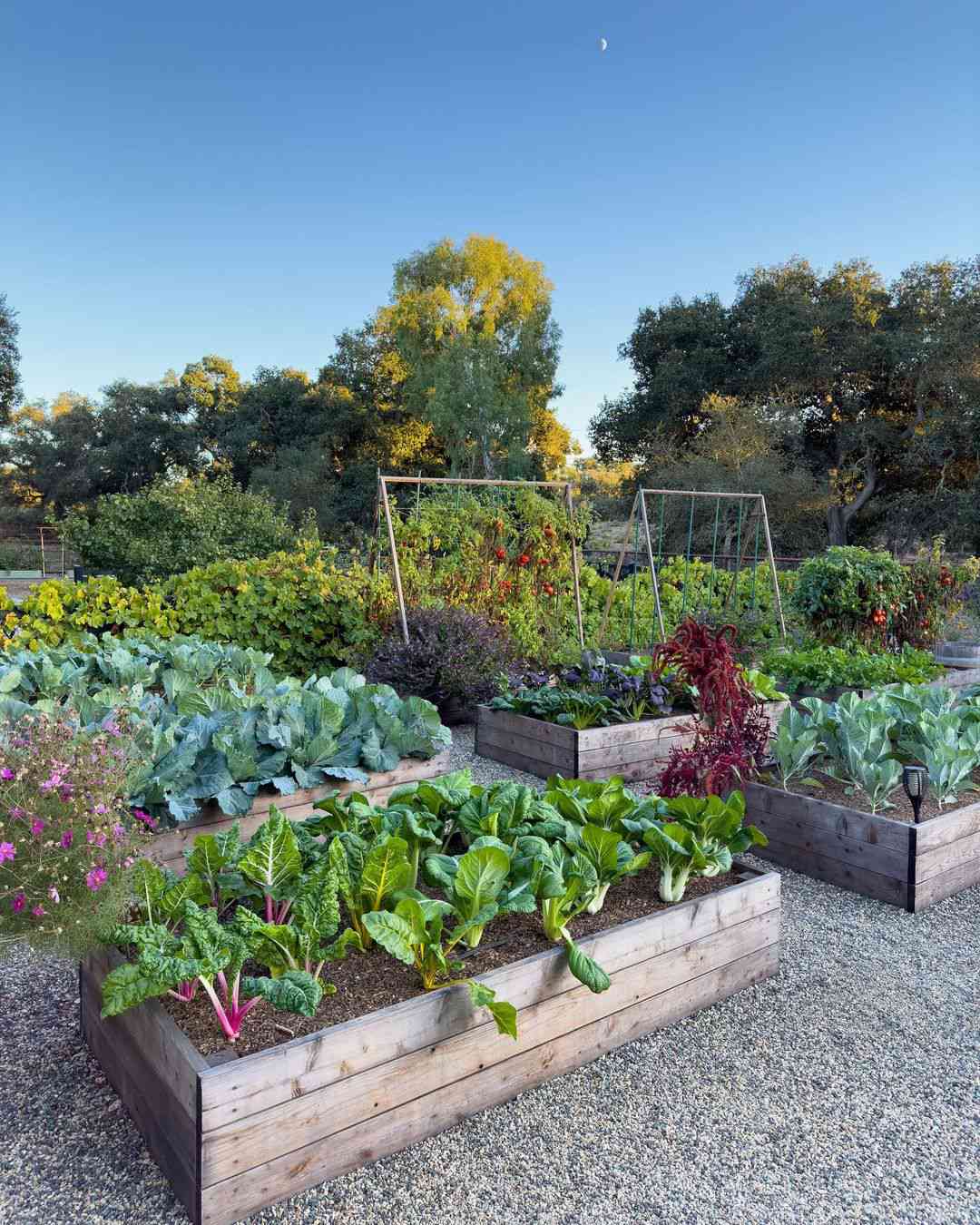 cheap garden ideas