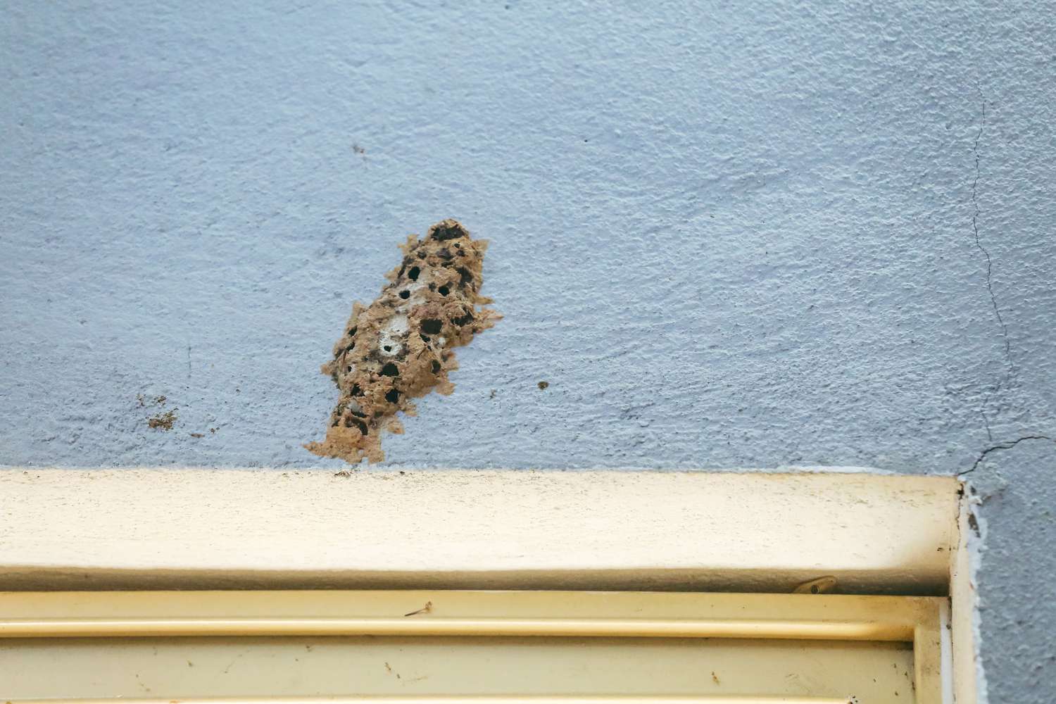 Niedriger Winkelansicht auf Schlammnest, gebaut von Wespen, die am Fenster im Haushaus an der Mauer festhalten